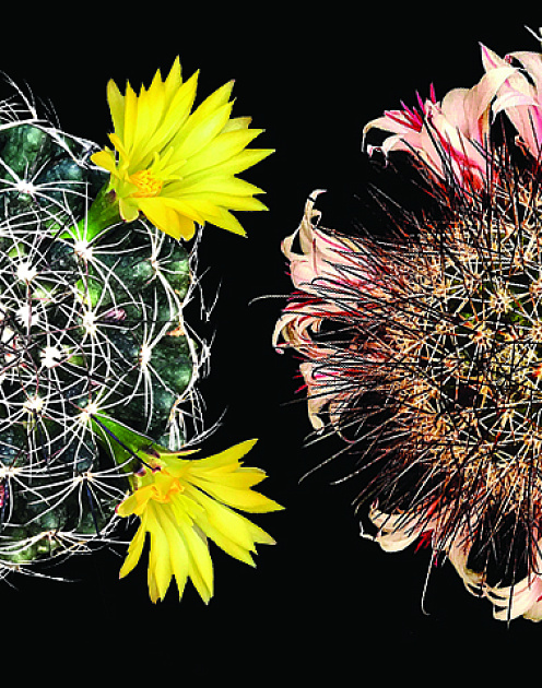 Воспитание организации