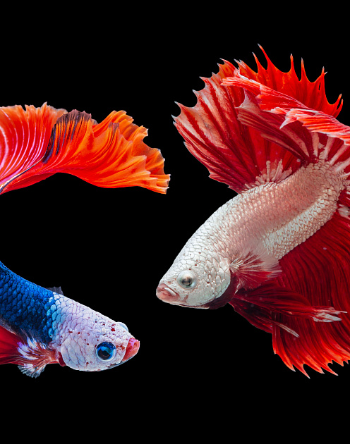 Парадокс перфекционизма