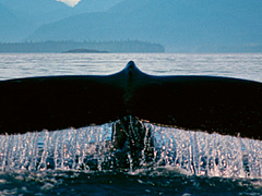 Как слушать, когда кто-то изливает душу